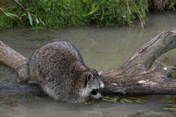 Common raccoon, North American racoon (Procyon lotor) washing food in water of pond, invasive species native to North America