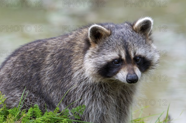 Common raccoon, North American racoon (Procyon lotor) foraging along river bank, invasive species native to North America