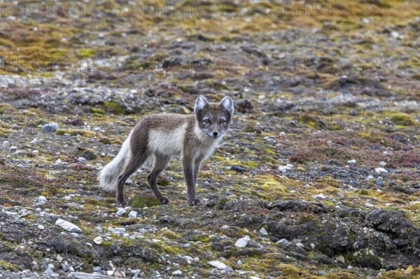 Arctic fox, polar fox (Vulpes lagopus) adult in summer coat foraging on the tundra showing its camouflage colours, Svalbard, Spitsbergen, Norway