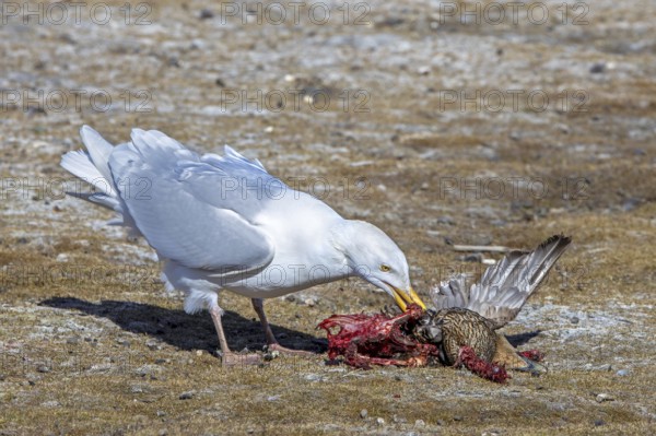 Glaucous gull (Larus hyperboreus hyperboreus) adult in summer plumage scavenging on dead common eider duck in spring, Svalbard, Spitsbergen