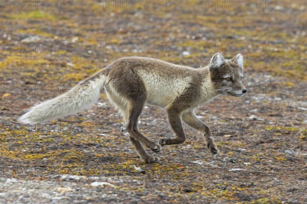 Foraging Arctic fox, polar fox (Vulpes lagopus) in summer coat running on the tundra showing its camouflage colours, Svalbard, Spitsbergen