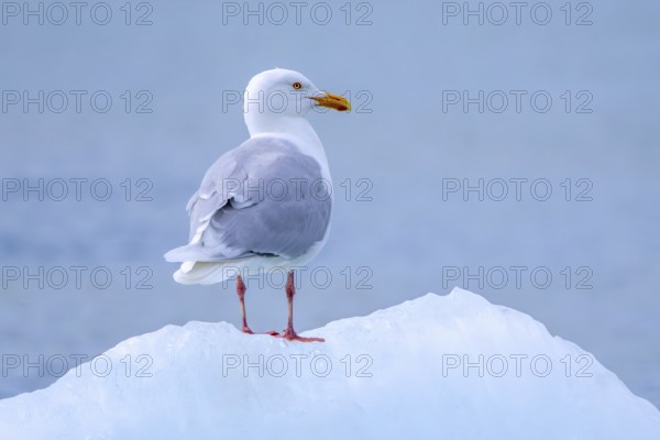 Glaucous gull (Larus hyperboreus hyperboreus) adult in summer plumage on pack ice in spring, Svalbard, Spitsbergen, Norway