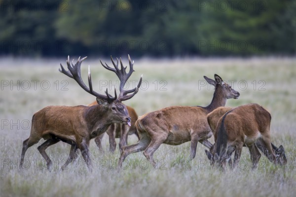 Red deer (Cervus elaphus) stag with big antlers in grassland checking out hinds, females in heat by flicking tongue during the rut in autumn, fall