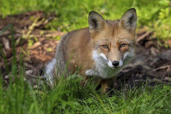 Red fox (Vulpes vulpes) hunting in grassland, meadow at edge of forest