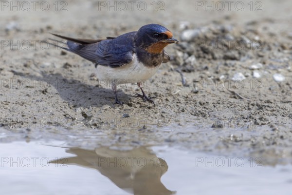Barn swallow (Hirundo rustica, Hirundo erythrogaster) collecting mud in beak from puddle for building nest in spring