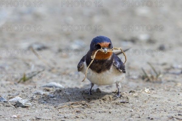 Barn swallow (Hirundo rustica, Hirundo erythrogaster) collecting twigs and mud in beak from puddle for building nest in spring