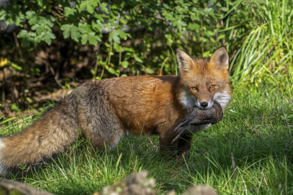 Hunting red fox (Vulpes vulpes) with caught bird prey in mouth in meadow, grassland at edge of forest