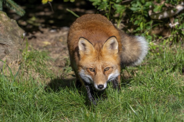 Hunting red fox (Vulpes vulpes) leaving thicket at edge of forest and stalking prey in meadow, grassland