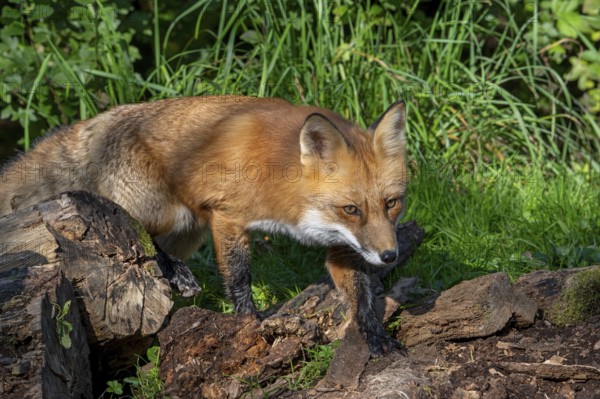 Hunting red fox (Vulpes vulpes) leaving thicket at edge of forest