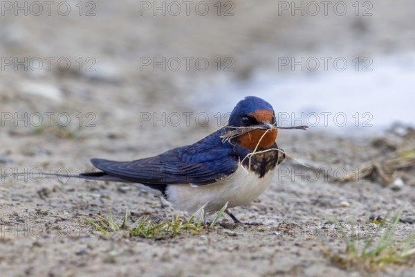 Barn swallow (Hirundo rustica, Hirundo erythrogaster) collecting grass blades and mud in beak from puddle for building nest in spring