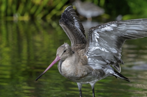 Black-tailed godwit (Limosa limosa) in non-breeding plumage spreading wings in pond, lake in autumn, fall