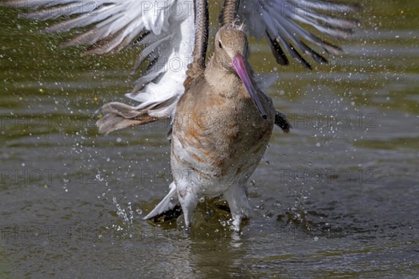 Black-tailed godwit (Limosa limosa) in non-breeding plumage taking off from pond, lake in autumn, fall