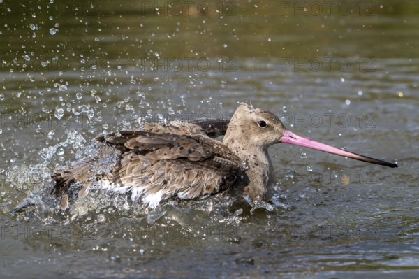 Black-tailed godwit (Limosa limosa) in non-breeding plumage bathing in water of pond, lake in autumn, fall