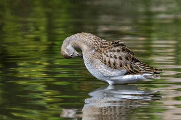 Ruff (Calidris pugnax) in non-breeding plumage preening feathers in water of pond, lake in autumn, fall
