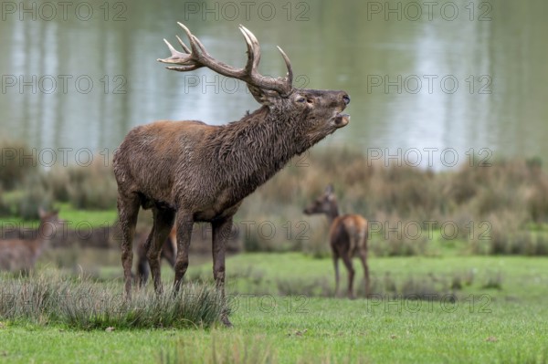 Rutting red deer (Cervus elaphus) stag with big antlers roaring, burling in grassland on lake shore during the rut in autumn, fall