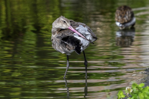 Black-tailed godwit (Limosa limosa) in non-breeding plumage preening feathers with long beak in pond in autumn, fall