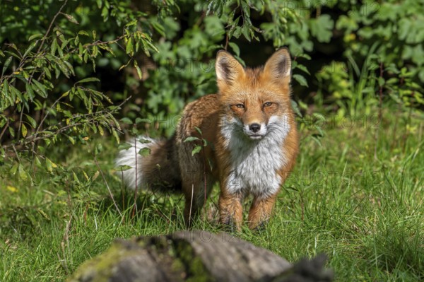 Hunting red fox (Vulpes vulpes) stalking prey in meadow, grassland along hedge