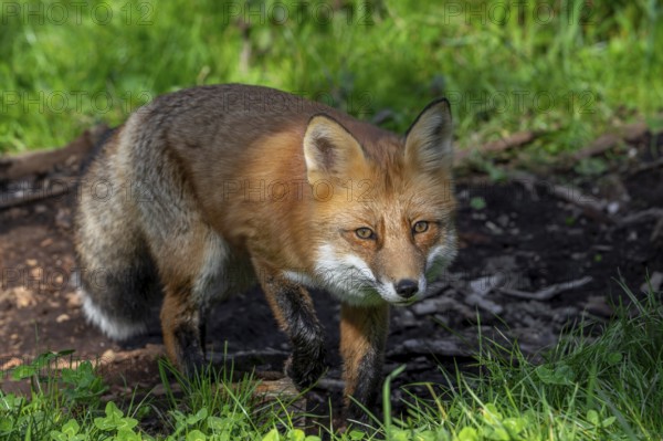 Hunting red fox (Vulpes vulpes) stalking prey in grassland, meadow at edge of forest