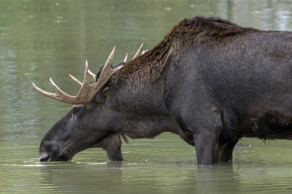 Moose, elk (Alces alces) close-up portrait of bull, male with fully developed antlers drinking water from pond in autumn, native to Scandinavia