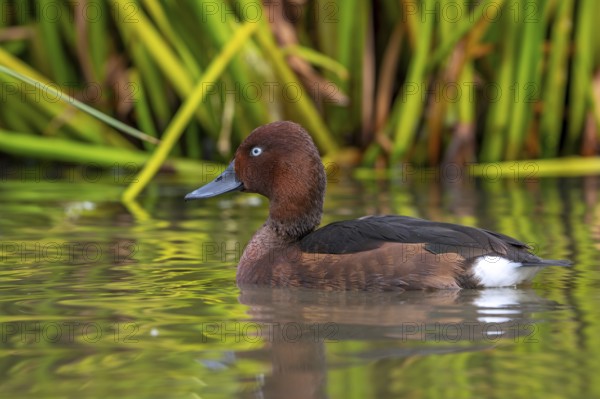 Ferruginous duck, ferruginous pochard, common white-eye, white-eyed pochard (Aythya nyroca), male in eclipse plumage swimming in pond in autumn