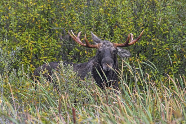 Moose, elk (Alces alces) bull, male feeding on willow leaves in marshland in autumn, fall, Sweden, Scandinavia