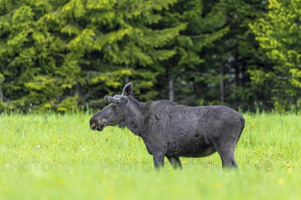 Moose, elk (Alces alces) adult bull, male with antlers covered in velvet grazing grass in meadow at edge of forest in spring, Sweden, Scandinavia