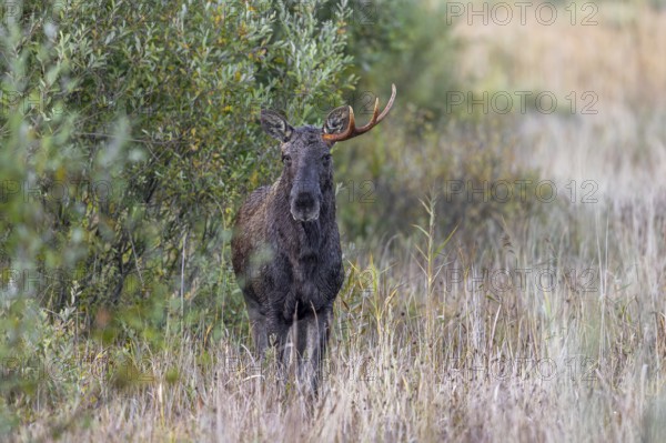 Moose, elk (Alces alces) young bull, male shedding antlers in grassland at edge of forest in autumn, fall, Sweden, Scandinavia