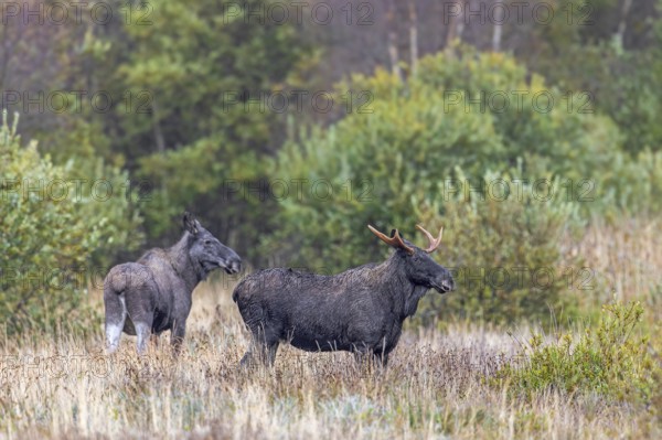 Moose, elk (Alces alces) two young bulls, males, one with shed antlers in grassland at edge of forest in autumn, fall, Sweden, Scandinavia