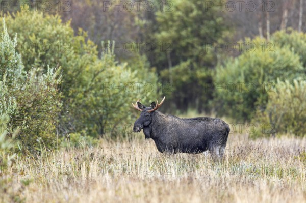 Moose, elk (Alces alces) bull, male foraging in grassland at edge of forest in autumn, fall, Sweden, Scandinavia