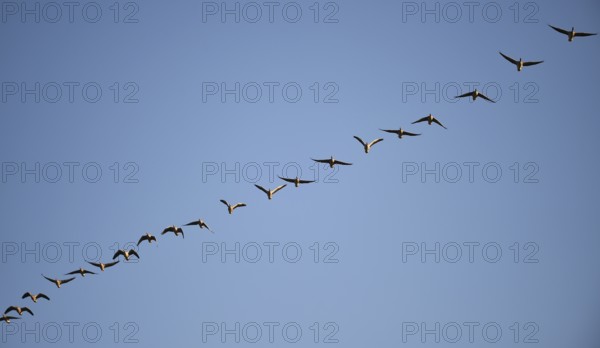 Grey geese (Anser anser) fly over the Darß, Mecklenburg-Western Pomerania, Germany