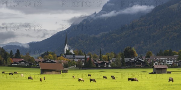 Cows, Allgäu brown cattle, pasture at sunrise, Loretto meadows, near Oberstdorf, Allgäu, Bavaria, Germany