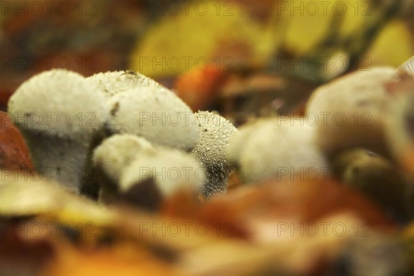 Autumn time in the forest, October, mushrooms, Germany
