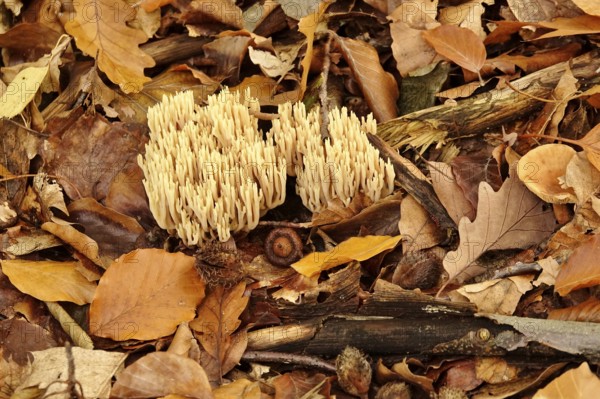 Autumn time in the forest, October, Pilz, Germany