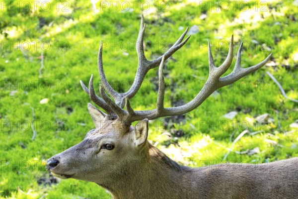 Red deer (Cervus elaphus) captive Germany
