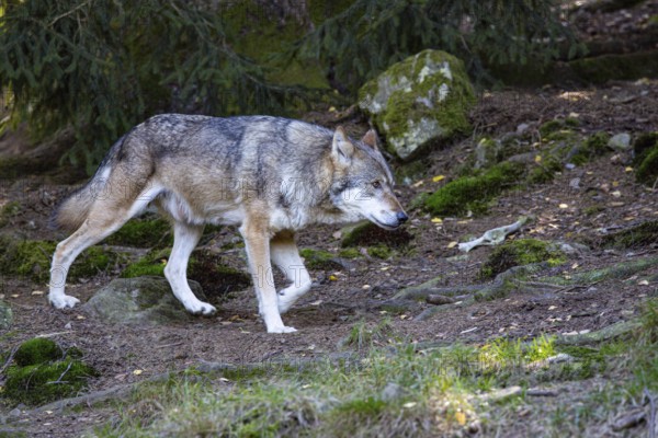 Wolf (Canis lupus) captive Germany