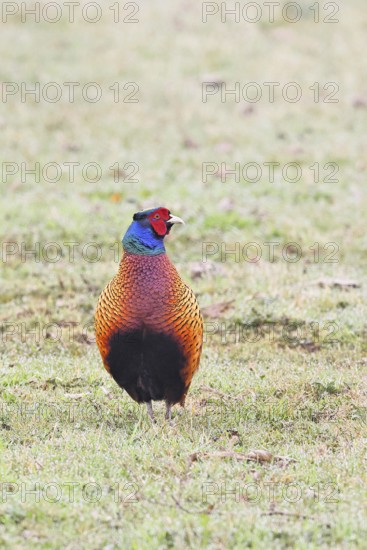 Pheasant, hunting pheasant (Phasianus colchicus), adult male bird in a meadow, animal portrait, wildlife, lembruch, ox moor, Dümmer nature park Park, Lower Saxony, Germany