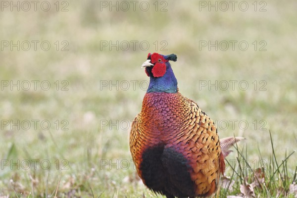 Pheasant, hunting pheasant (Phasianus colchicus), adult male bird in a meadow, animal portrait, wildlife, lembruch, ox moor, Dümmer nature park Park, Lower Saxony, Germany