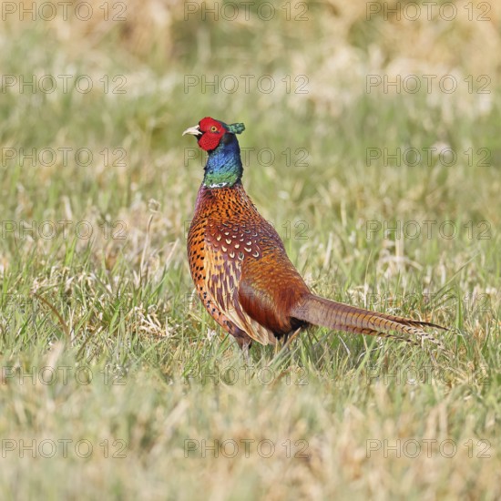 Pheasant, hunting pheasant (Phasianus colchicus), adult male bird in a meadow, wildlife, lembruch, ox moor, Dümmer nature park Park, Lower Saxony, Germany