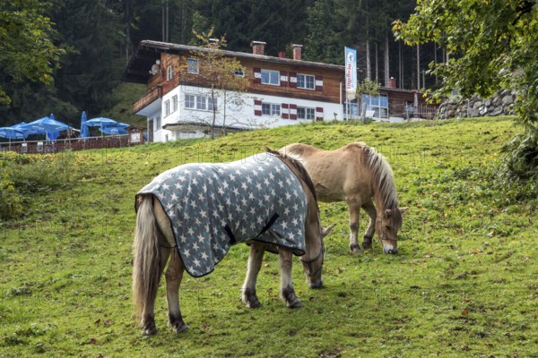 Horses in the pasture, behind Berggasthof Bergkristall, Oberstdorf, Oberallgäu, Allgäu, Bavaria, Germany