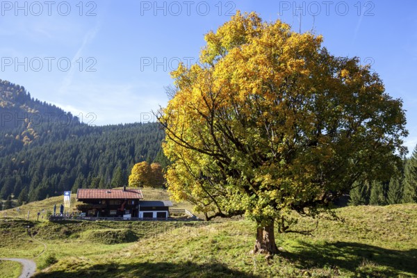 Autumn-colored sycamore tree, in the back Berggasthof Hochleite, near Schwand, Stillachtal, Oberstdorf, Oberallgäu, Allgäu, Bavaria, Germany