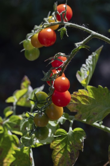 Ripe tomatoes (Solanum lycopersicum) on a bush, Bavaria, Germany