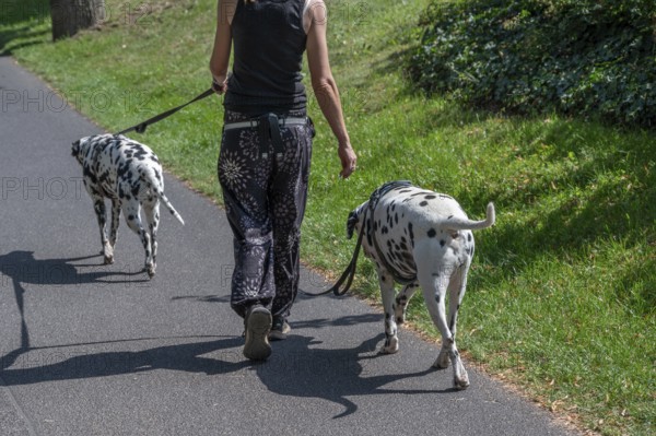 Walking with two Dalmatian dogs through a park, Bavaria, Germany