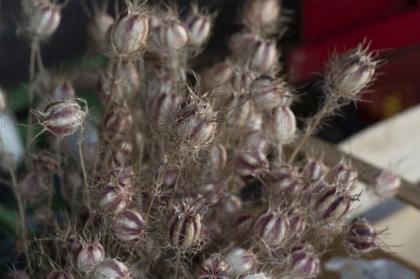 Seeds of black cumin (Nigella), Bavaria, Germany