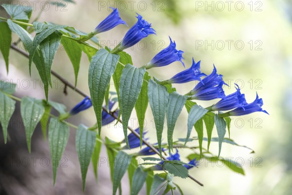 Blooming swallowwort gentian (Gentiana asclepiadea) seen in the Chiemgau Alps, Bavaria, Germany