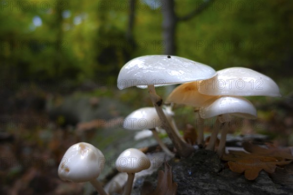 A group of mushrooms stands in the Bad Homburg City Forest, Stadtwald, Bad Homburg, Hesse, Germany in autumn