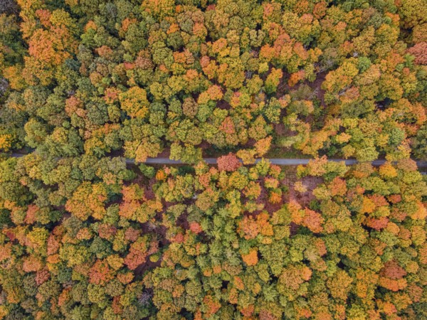 The leaves of the trees in the Bad Homburg city forest turned colorful in autumn. (aerial view with a drone), Stadtwald, Bad Homburg, Hesse, Germany