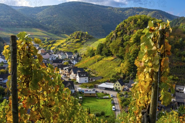 Vineyards in autumn in the middle Ahr Valley, near Mayschoß, Rhineland-Palatinate
