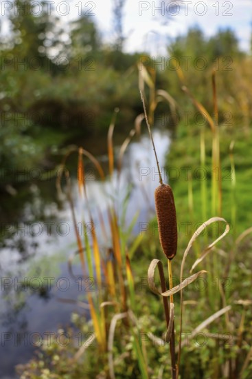 Bottrop, North Rhine-Westphalia, Germany - Autumn on the restored Boye, the tributary of the Emscher, was converted into a near-natural body of water, flood protection through redesigned flooding areas, the Boye is now wastewater-free after the construction of a parallel sewer, belongs to the Emscher river system and thus to the Emscher conversion, was previously an open, aboveground waste water channel, mixed water channel with surface water and waste water