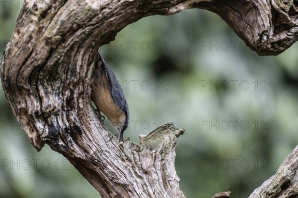 Nuthatch (Sitta europaea), Emsland, Lower Saxony, Germany