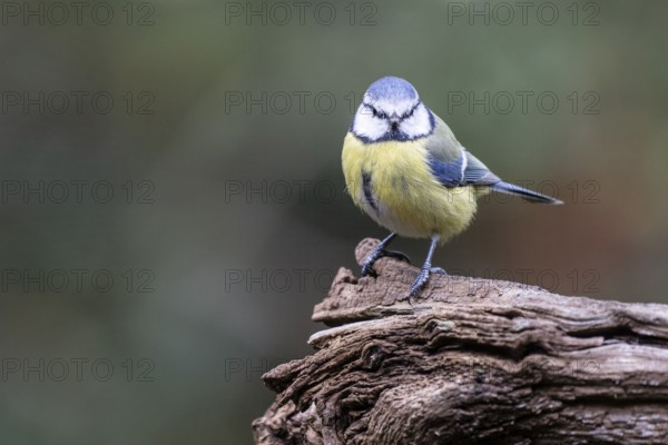 Blue tit (Parus caerulea), Emsland, Lower Saxony, Germany
